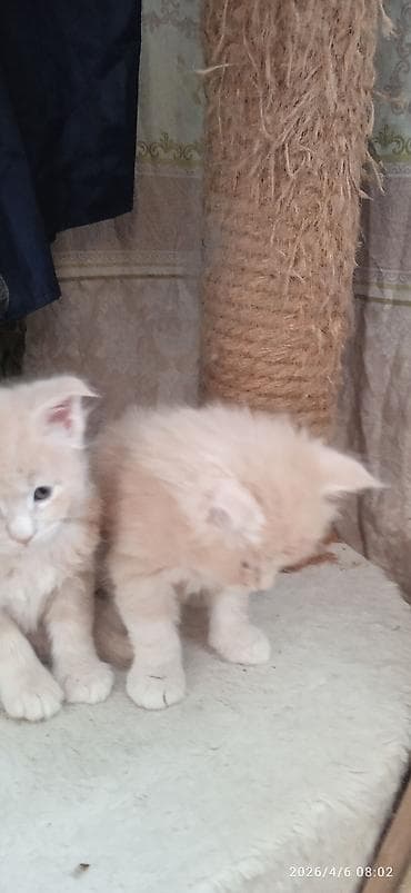 ит нарын: Мейн-Куны🥰. Предлагаются Шикарные котики от элитных, титулованных — 3