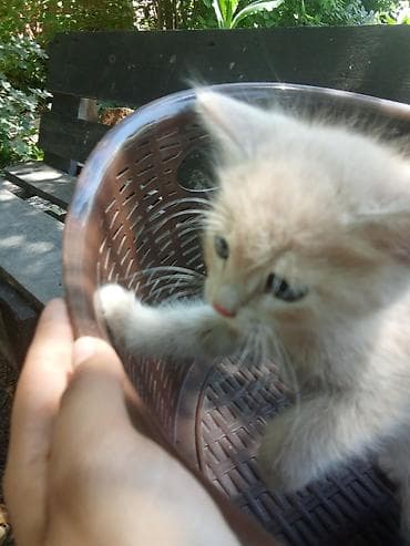 котята рыжие: 5 хороших котят🩷1.рыжий.2.полосатый.3.трехшерстый.4.белый.5.бежевый — 6