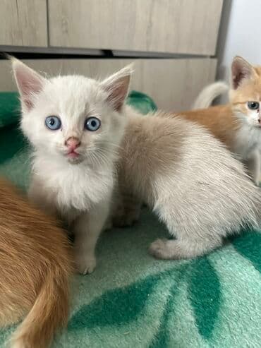 домашние кошки: Отдадим котят в хорошие руки🥺 - Окрас: два рыжих с белыми носочками и — 2