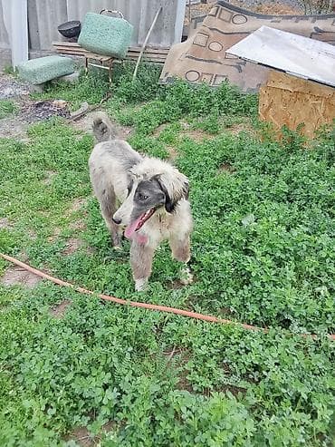 мопсы щенки: Продаю собаку, тайган, кабель 6 месяцев. Прошу 12000 — 1