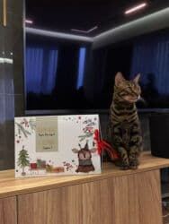 Толтургучтар: Куту, 33 см x 23 см x 7 см — 5