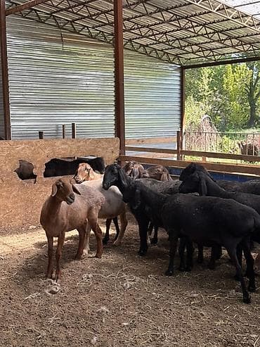 птицы бишкек: Продаю | Овца (самка) | Для разведения | Племенные — 1