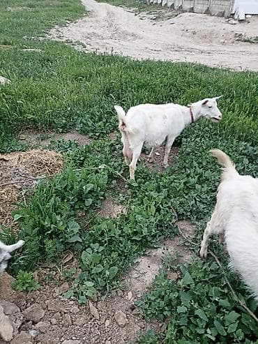 продаю коз: Продаю | Коза (самка) | Для молока — 2