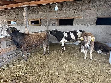 кошки сокулук: Сатам | Музоо | Аргын | Көбөйтүү үчүн — 1