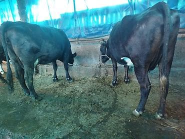 пародистые каровы: Продаю | Корова (самка) | Для молока | Привязанные — 6