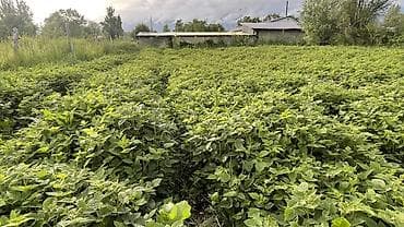 продаю бычка: Малина Оптом, Самовывоз — 7