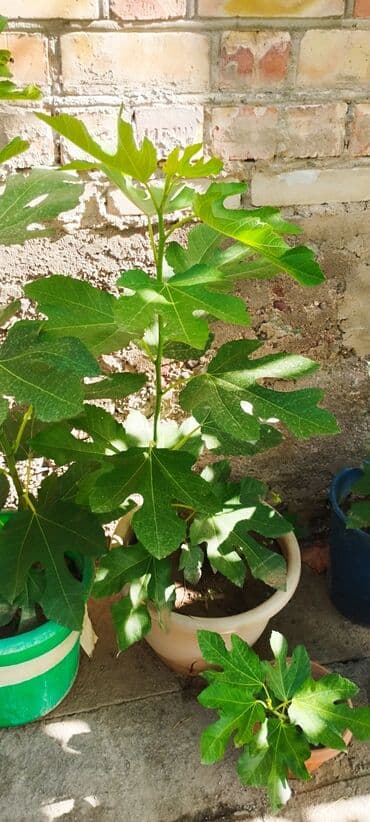 где купить саженцы гортензии в бишкеке: Продаю саженцы инжира. Возраст 1 год 8 месяцев. Саженцы растут в — 4