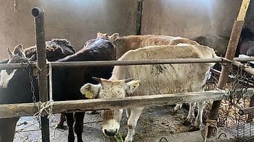 голова корова: Продаю | Музоо, торпок | На откорм — 4