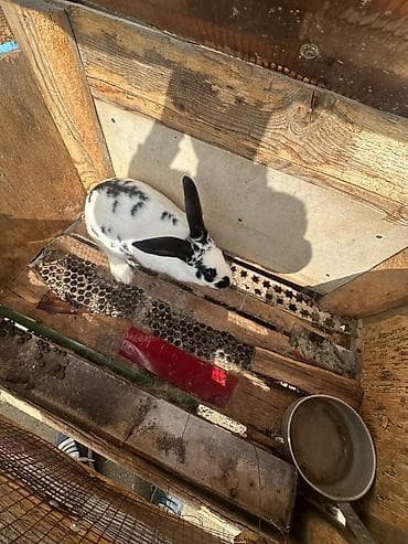 тарелки декоративные: Кролик пятнистый (бело‑черный окрас, крупные стоячие уши). короткая — 7