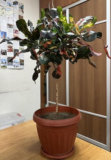 цветка диффенбахию: Продаю комнатные растения-крупномеры здоровые, ухоженные, полностью — 6