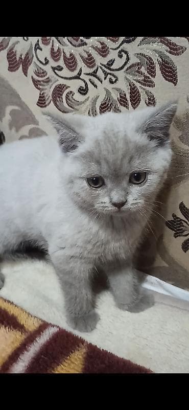 Британский короткошёрстный котёнок, девочка 2,5 месяца карие глаза