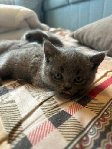 отдам даром вислоухого котенка: Шотландский котенок ( девочка) 7 недель. К лотку приучены. Две — 3