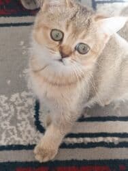 собака корги: Скотиш Страйт (Шотландская прямоухая), 2 месяца, Девочка — 3