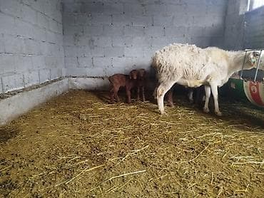 док собака: Продаю | Баран (самец) — 8