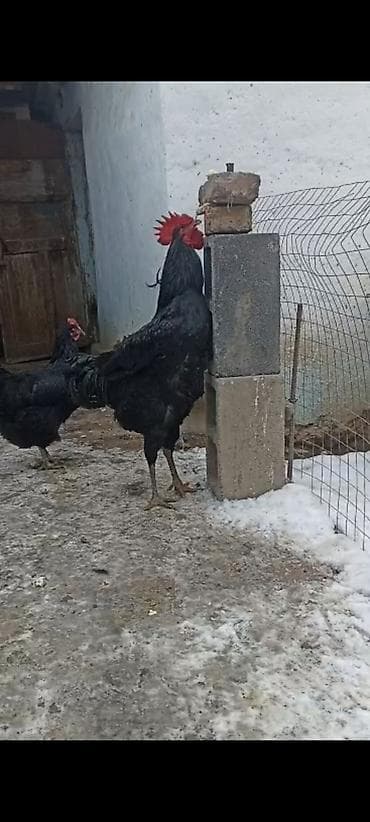 кыргыз довот ит: Сатам | Короздор | Көбөйтүү үчүн — 2