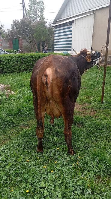 продаются бараны: Продаю | Корова (самка) | Для молока — 3