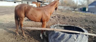 Продаю | Конь (самец) | Английская | Конный спорт | Племенные