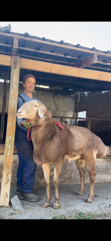 мальки рыб: Продаю | Баран (самец) — 1