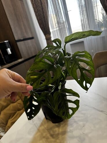 садовые светы: Монстера Маска обезьяны Домашнее взрослое растение требует пересадки — 6