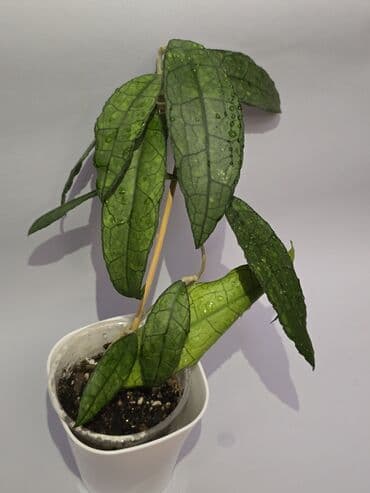 Бамбук: В продаже большие филолендроны,бурле макс 2500 сом, Дольчатый и грей — 8