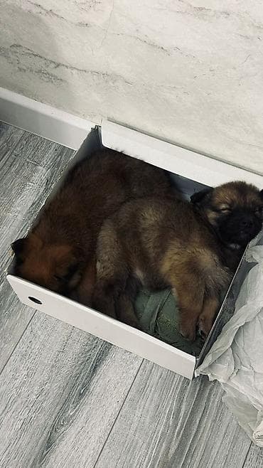 Грызуны: Щенки метисы, малыши с густой пушистой шерстью тёплых рыже-коричневых — 1