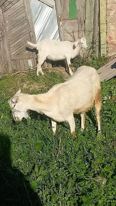 продаю тёлка: Продаю | Коза (самка) | Полукровка | Для молока | Племенные — 3