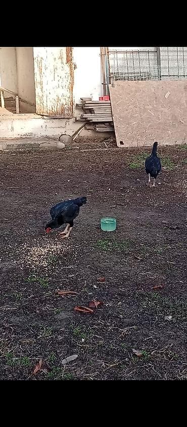 А/ч жаныбарлары үчүн тоюттар: Дакан короз сатылат Бир козу кор.Бир победасы бар таза корпусник — 3