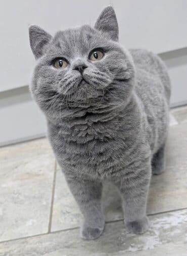 куда можно отдать кошку в бишкеке: Продаются шотландские котята,вакцину пооучили,проглистованы,мальчик и — 3