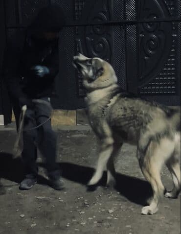 собака чихуахуа цена: Мощ кобель вязка пароды алабай по ? звонить — 9