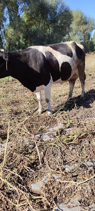 корова дойный: Продаю | Бык (самец) | Голштин | Для разведения | Племенные — 3