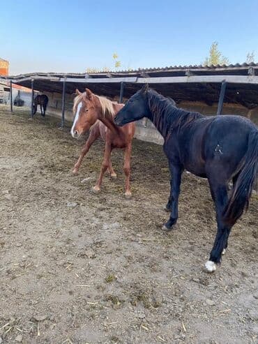 корм форели: Продаю | Жеребенок, Жеребец, Кобыла (самка) | Полукровка | Для разведения, На забой, Рабочий — 13