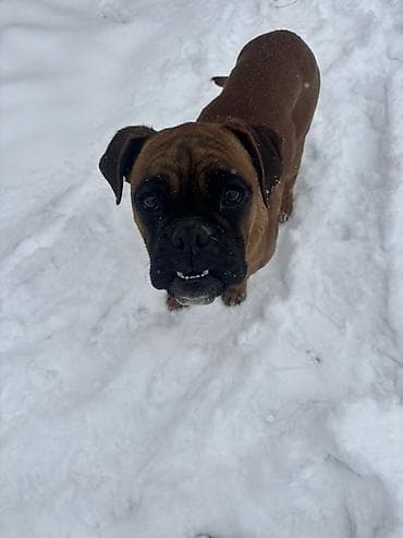 Вязка собак: Боксёр, 8 месяцев, Самка, С прививкой — 2