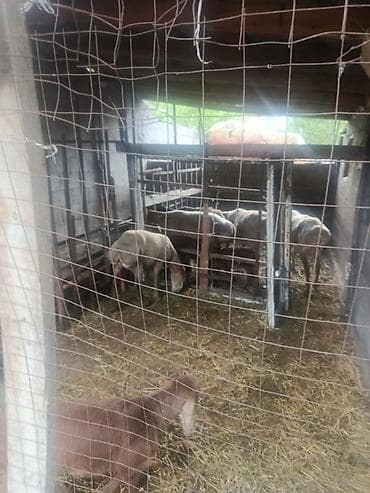 восточно европейский овчарка: Продаю | Овца (самка) | Для разведения | Матка — 4