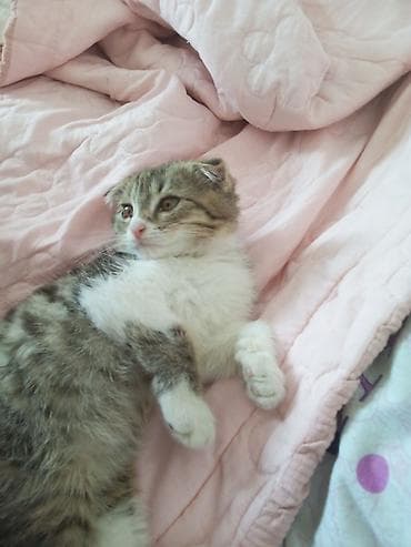 сиамский кошка: Пордам цена договорная — 1
