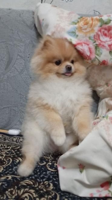 Шпиц, 5 месяцев, Самец, С прививкой, С родословной