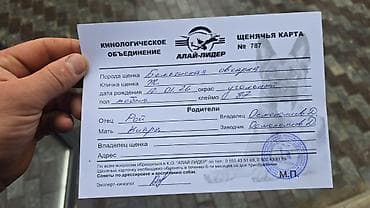 Үй жаныбарлары: 3 айлык, Эркек — 7