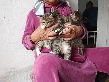 малинкий кошка: Котята, пушистые тигрята с белыми «носочками» и мягкими лапками — 2