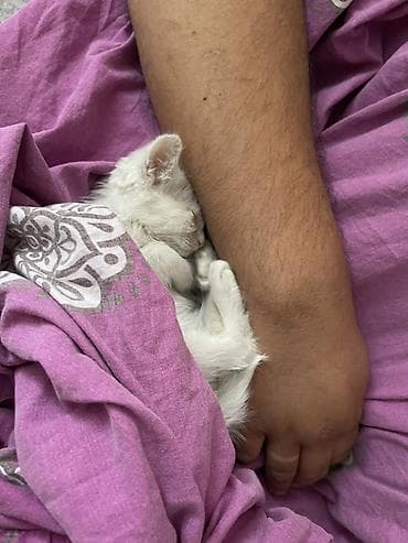 scottish fold: Белоснежный котёнок с красивыми карими глазами. Ходит только в лоток — 3