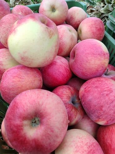 малина кара балта: Яблоки Оптом — 2