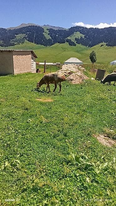 cane corso: Продаю | Баран (самец) | Арашан | Для разведения | Племенные — 9