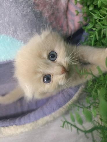 голубая вислоухая кошка: Пушистые котята, домашнего выращивания. - Возраст на фото: примерно — 5