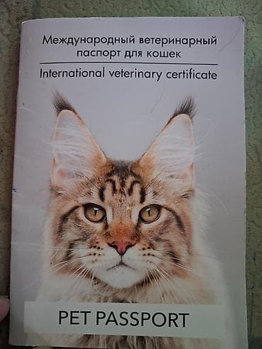Кошки: Кошка домашняя, черно-белая, длинношерстная, с пушистым хвостом и — 2