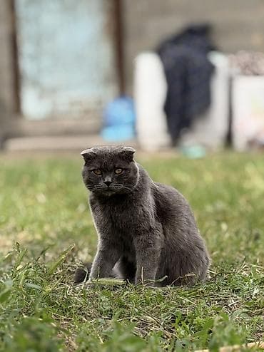 chow chow: Шотландская вислоухая кошка (Scottish Fold), окрас: сплошной голубой — 3