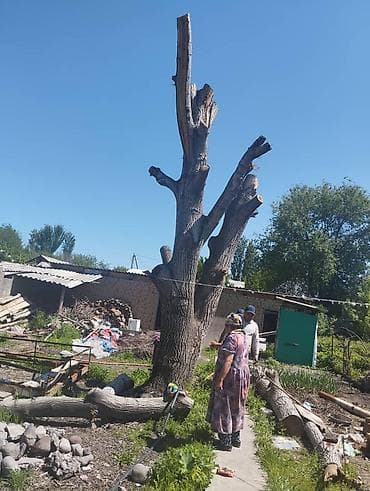 продаю тополь: Крупные стволы, распиленные на участке. ОРЕХ - Диаметры основных — 9