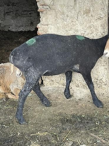 коша: Продаю | Овца (самка) | На забой — 4