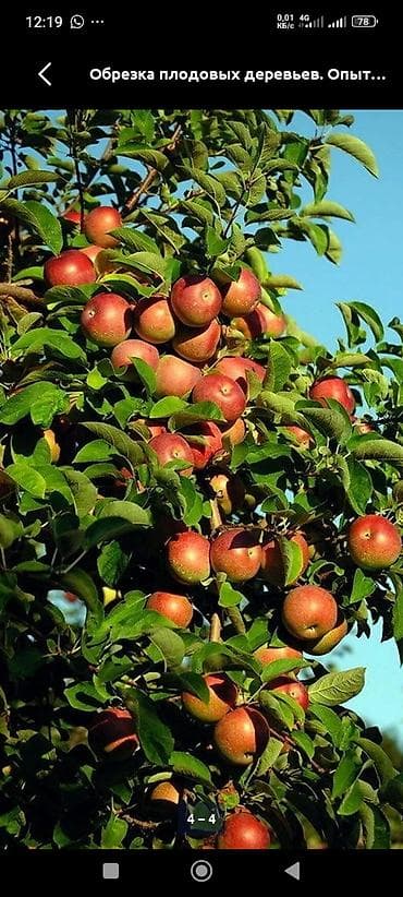 резка стен: Профессиональная обрезка деревьев и кустарников. - Формирующая и — 2