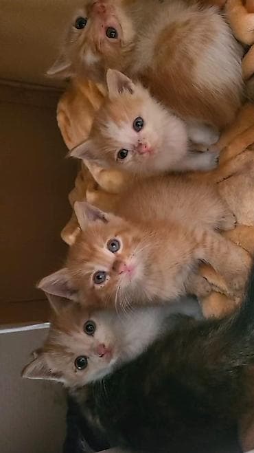 scottish fold: Котята — домашние любимцы - Пушистые малыши рыже-белого и — 2