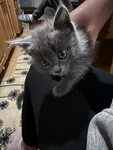 лысые кошки: Кошка даром: Беспородная, Девочка — 3