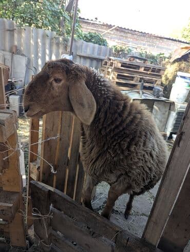 куда отдать собаку бишкек: Продаю | Овца (самка) | Арашан | Для разведения | Племенные — 5