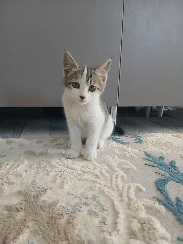 белый кошка: Котёнок в добрые руки. Милый домашний котёнок с бело-серым окрасом и — 1
